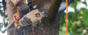 Best Tree Maintenance Programs  in Herndon, VA