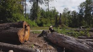 Best Tree Health Inspection  in Herndon, VA
