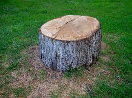 Best Tree Removal  in Herndon, VA