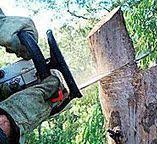 How Our Tree Care Process Works  in  Herndon, VA