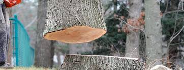 Best Tree Trimming and Pruning  in Herndon, VA