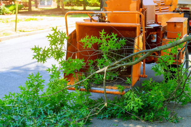Best Fruit Tree Pruning  in Herndon, VA