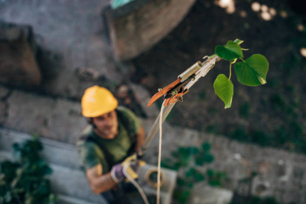 Best Firewood Processing and Delivery  in Herndon, VA