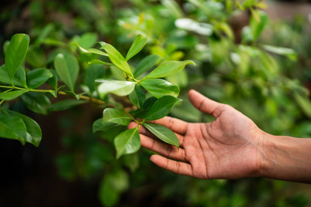 Best Tree Risk Assessment  in Herndon, VA