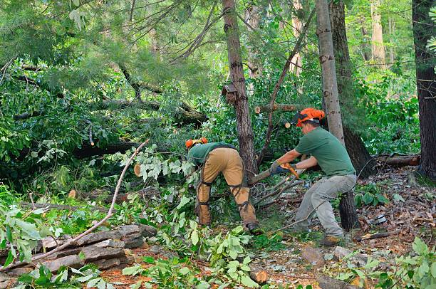 Reliable Herndon, VA Tree Services Solutions