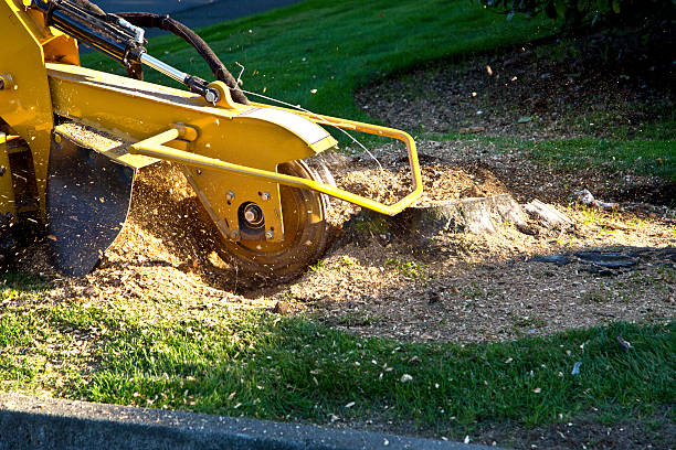 Leaf Removal in Herndon, VA
