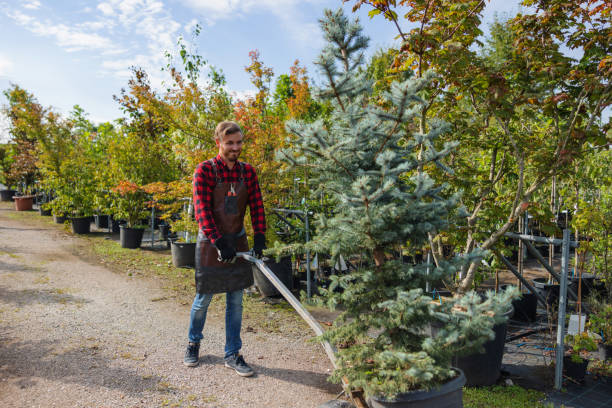 Best Storm Damage Tree Cleanup  in Herndon, VA