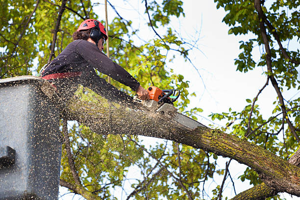 Best Emergency Tree Removal  in Herndon, VA
