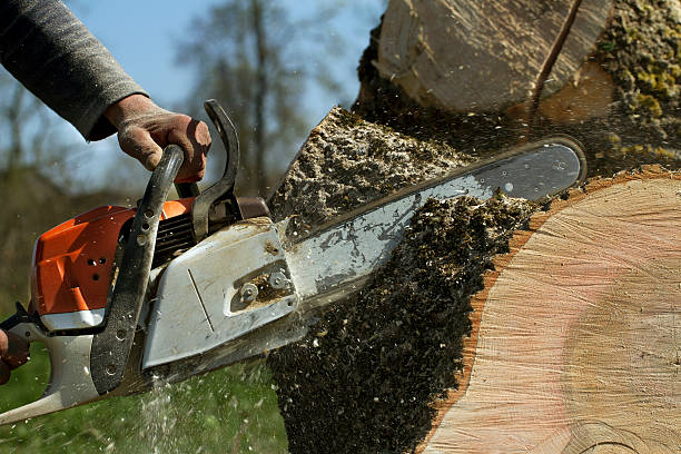 Best Root Management and Removal  in Herndon, VA