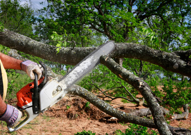 Best Stump Grinding and Removal  in Herndon, VA